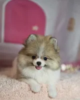Roxanne , a female Pomeranian for sale in Fresno, CA – 4 of 10