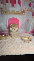 Honey , a female Pomeranian for sale in Fresno, CA – 7 of 9