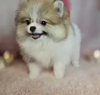 Roxanne , a female Pomeranian for sale in Fresno, CA – 2 of 10