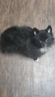 Nanito , a male Pomeranian for sale in Fresno, CA – 2 of 6