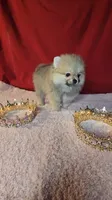 Pepper , a female Pomeranian for sale in Fresno, CA – 6 of 10