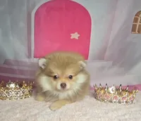 Honey , a female Pomeranian for sale in Fresno, CA – 2 of 9