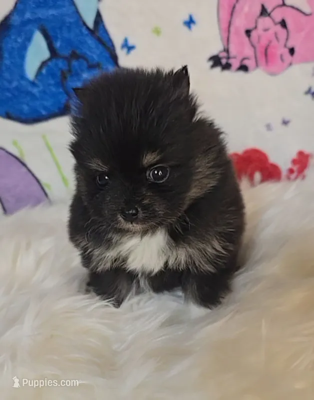 Tia – Pomeranian puppy for sale in Fresno, CA