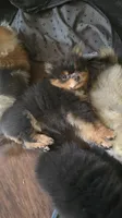 Nova, a female Pomeranian for sale in Fresno, CA – 3 of 6
