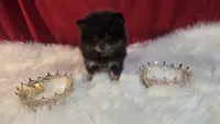 Beauty , a female Pomeranian for sale in Fresno, CA – 8 of 10