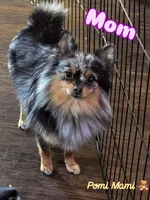 Nova, a female Pomeranian for sale in Fresno, CA – 6 of 6