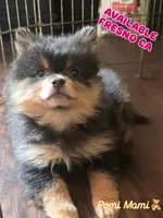 Nova, a female Pomeranian for sale in Fresno, CA – 2 of 6