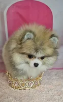 Roxanne , a female Pomeranian for sale in Fresno, CA – 8 of 10