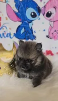 Bashful , a male Pomeranian for sale in Fresno, CA – 10 of 10