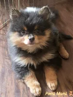 Nova, a female Pomeranian for sale in Fresno, CA – 4 of 6