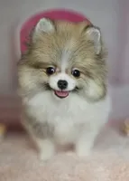 Roxanne , a female Pomeranian for sale in Fresno, CA – 6 of 10