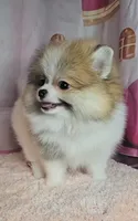 Roxanne , a female Pomeranian for sale in Fresno, CA – 3 of 10