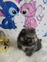 Beastie, a female Pomeranian for sale in Fresno, CA – 9 of 9