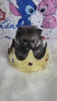Beastie, a female Pomeranian for sale in Fresno, CA – 8 of 9