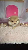 Honey , a female Pomeranian for sale in Fresno, CA – 4 of 9