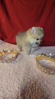 Pepper , a female Pomeranian for sale in Fresno, CA – 3 of 10