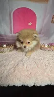 Honey , a female Pomeranian for sale in Fresno, CA – 6 of 9