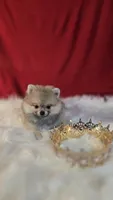 Pepper , a female Pomeranian for sale in Fresno, CA – 2 of 10