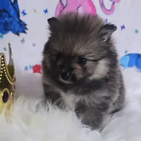Beastie, a female Pomeranian for sale in Fresno, CA – 2 of 9