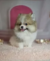 Roxanne , a female Pomeranian for sale in Fresno, CA – 9 of 10