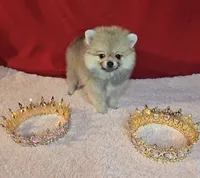 Pepper , a female Pomeranian for sale in Fresno, CA – 7 of 10