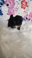Tia, a female Pomeranian for sale in Fresno, CA – 5 of 5
