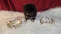 Beauty , a female Pomeranian for sale in Fresno, CA – 10 of 10