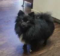 Nanito , a male Pomeranian for sale in Fresno, CA – 4 of 6