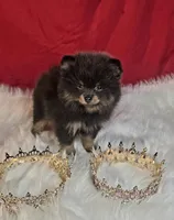 Beauty , a female Pomeranian for sale in Fresno, CA – 5 of 10