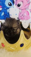 Bashful , a male Pomeranian for sale in Fresno, CA – 2 of 10
