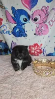 Tamera, a female Pomeranian for sale in Fresno, CA – 2 of 7