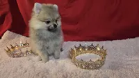 Pepper , a female Pomeranian for sale in Fresno, CA – 10 of 10