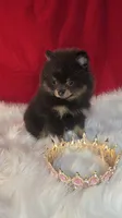 Beauty , a female Pomeranian for sale in Fresno, CA – 4 of 10