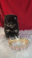 Beauty , a female Pomeranian for sale in Fresno, CA – 7 of 10