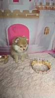 Honey , a female Pomeranian for sale in Fresno, CA – 8 of 9
