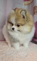 Roxanne , a female Pomeranian for sale in Fresno, CA – 5 of 10