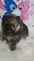 Beastie, a female Pomeranian for sale in Fresno, CA – 5 of 9