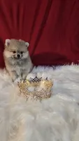 Pepper , a female Pomeranian for sale in Fresno, CA – 9 of 10