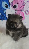 Beastie, a female Pomeranian for sale in Fresno, CA – 4 of 9
