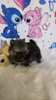 Bashful , a male Pomeranian for sale in Fresno, CA – 3 of 10