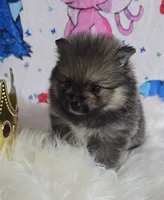 Beastie, a female Pomeranian for sale in Fresno, CA – 3 of 9