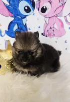 Bashful , a male Pomeranian for sale in Fresno, CA – 6 of 10