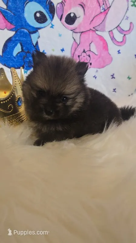 Bashful  – Pomeranian puppy for sale in Fresno, CA