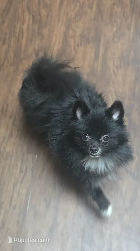 Nanito  – Pomeranian puppy for sale in Fresno, CA
