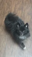 Nanito , a male Pomeranian for sale in Fresno, CA – 1 of 6