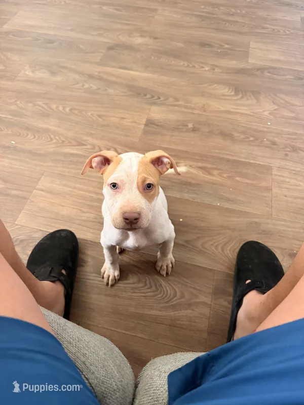 Ace – American Pit Bull Terrier puppy for sale in Twentynine Palms, CA