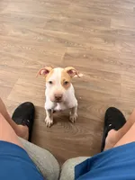 Ace, a male American Pit Bull Terrier for sale in Twentynine Palms, CA – 1 of 2