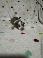 Oreo, a female Australian Shepherd for sale in Myrtle Beach, SC – 3 of 5