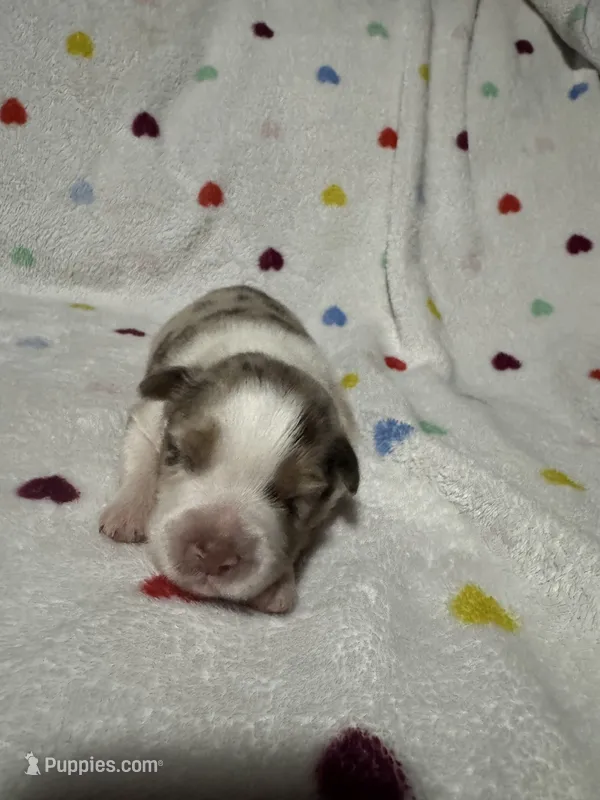 Walker – Australian Shepherd puppy for sale in Myrtle Beach, SC