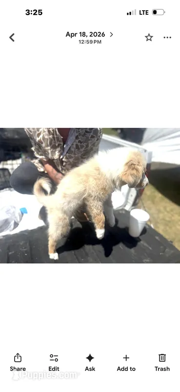 Honey Belle – Australian Shepherd puppy for sale in Myrtle Beach, SC